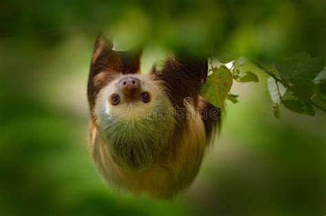 Sloth In Nature Habitat Beautiful Hoffman S Two Toed Sloth