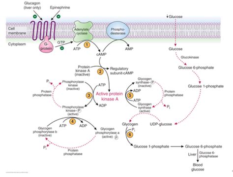 Glycogen Metabolism Flashcards Quizlet