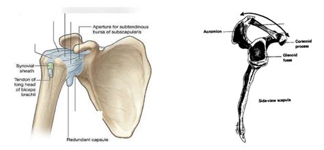 Glenohumeral Joint Ligaments Diagram Quizlet