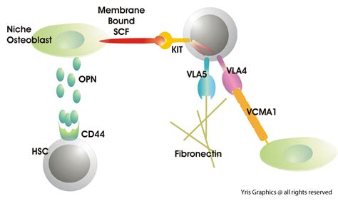 signaling pathways illustrations