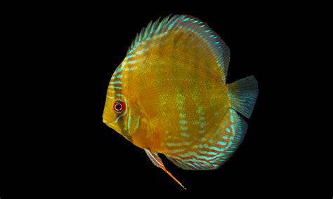 Discus Symphysodon Aequifasciatus Fiche Poisson