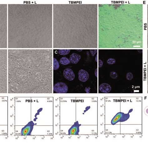 Cell Viability Of A T B A And C Hela Cells Treated With