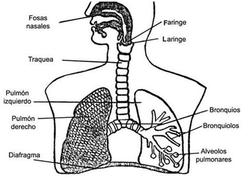 Sistema Respiratorio Sistema Respiratorio Para Niños Aparato Respiratorio Sistema