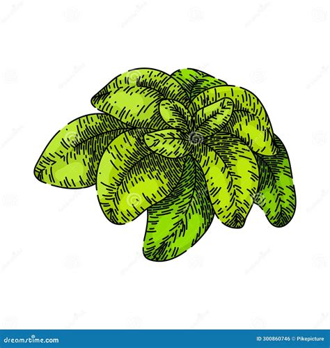 Spice Oregano Sketch Hand Drawn Vector Stock Illustration