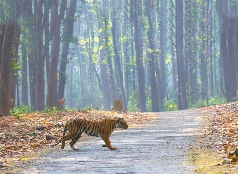 Mussoorie Nainital And Corbett Couple Tour Package For Days Nights