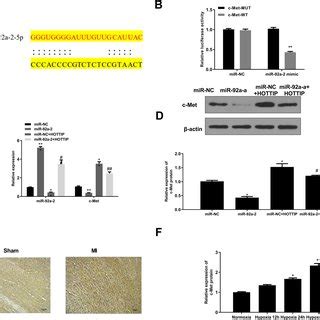 MiR 19a Involved In Regulation Of Cardiomyocyte Senescence A