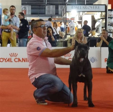 Elevage Du Clos Des Trois Rivi Res Eleveur De Chiens Cane Corso