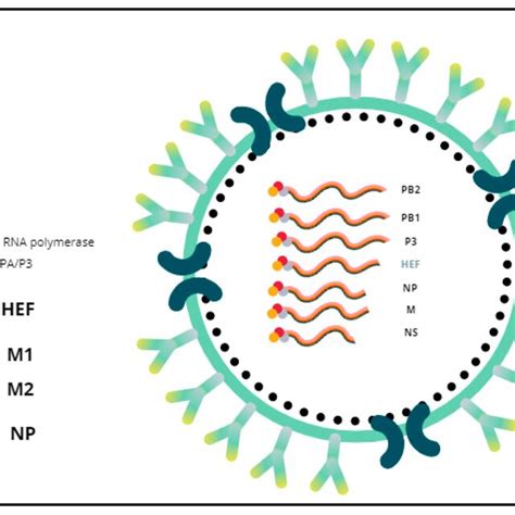 General Morphology Of Influenza D Virus The Envelope Has Membrane Download Scientific Diagram