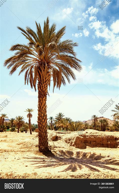 Date Palm In Desert