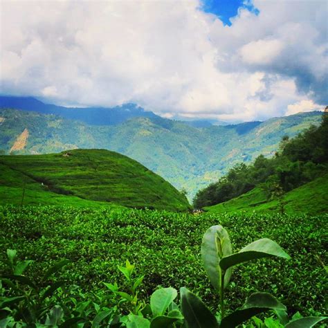 Tea Garden At Bhotechaur Near Kathmandu Valley Popularly Flickr