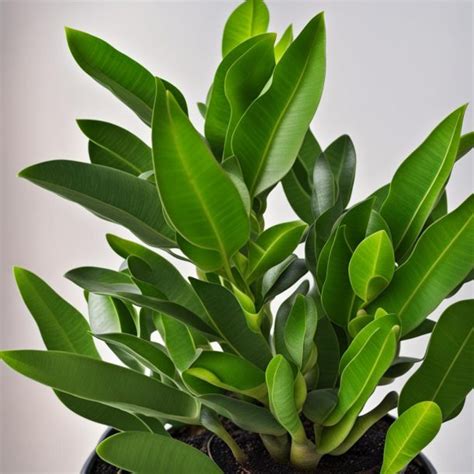 The Top 10 Most Popular House Plants At Jack Patricia Blog