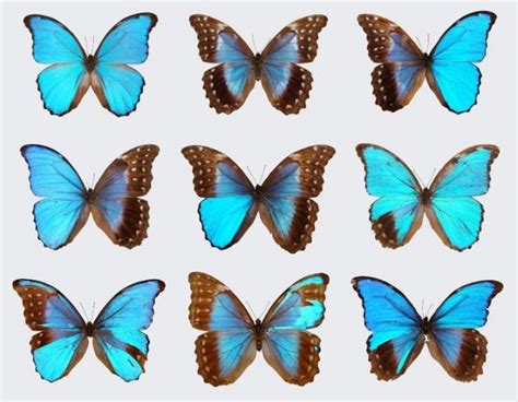 Blue Morpho Butterfly – 8 Facts & Fun of Species | Affordable Pet Care ...