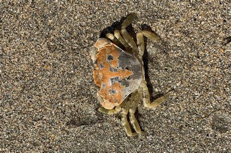 Study find crabs' appearance matches habitat - UPI.com