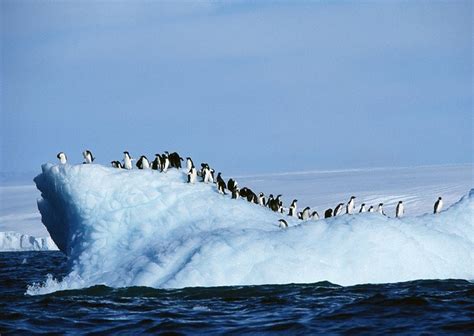 Penguins. ♥, Our World's View (Published with permission under license ...