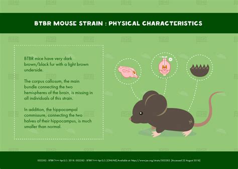 BTBR Mice Show Autism Like Deficits In Social Interaction Play Etc