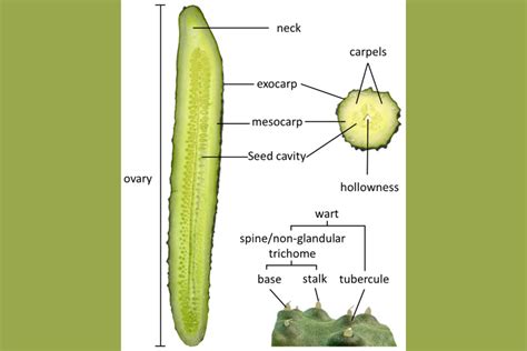 Unveiling The Mystery Which Part Of Cucumber Do We Eat Happiness