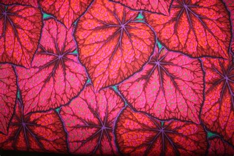 Kaffe Fassett Collective Philip Jacobs Begonia Leaves Fabric Etsy