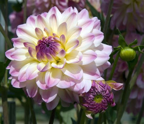 When to Plant Dahlia Bulbs - Gardenerdy