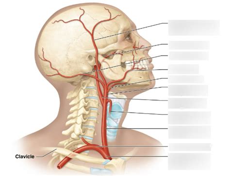 Arteries Of The Head And Neck Diagram Quizlet