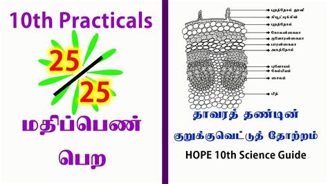 10th Science Practicals Observation Of Transverse Section Of Dicot Stem