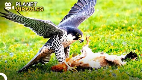 Sky Sovereigns Aerial Majesty Of Birds Of Prey Exploring Wildlife