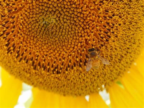 Sonnenblume Gelb Bienen Kostenloses Foto Auf Pixabay Pixabay