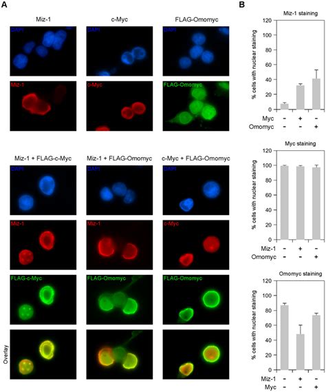 Omomyc Intracellular Co Localization With Miz 1 And C Myc A