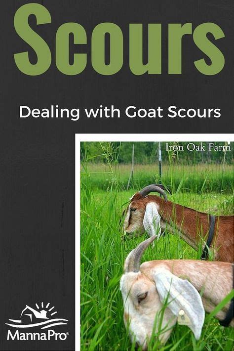 Dealing With Goat Scours What Can Cause It And How You Can Treat It