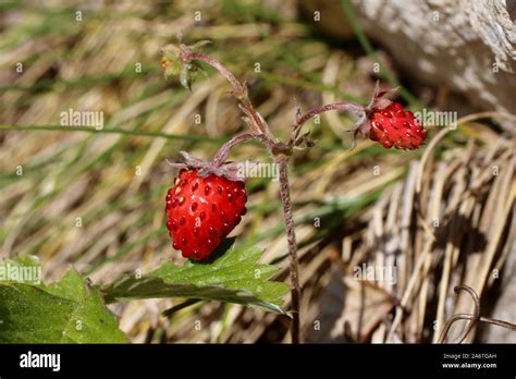 Fragaria Vesca Wild Flower Stock Photo Alamy