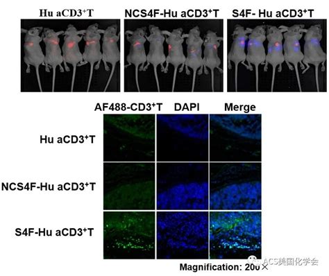 Acs Chem Biol 适配体 T细胞靶向的肿瘤免疫治疗 欢迎访问空军军医大学（第四军医大学）