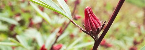 Hibiscus Benefits And Uses Ayurvedic Herb Guides Banyan Botanicals