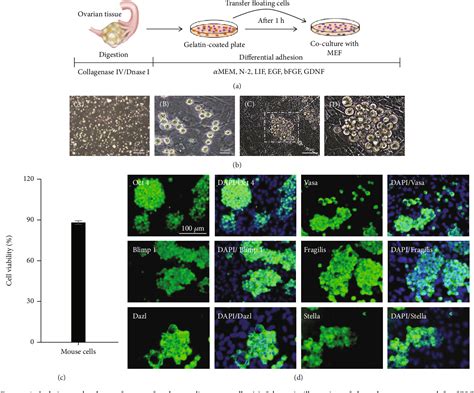 Figure From Isolation Of Female Germline Stem Cells From Mouse And