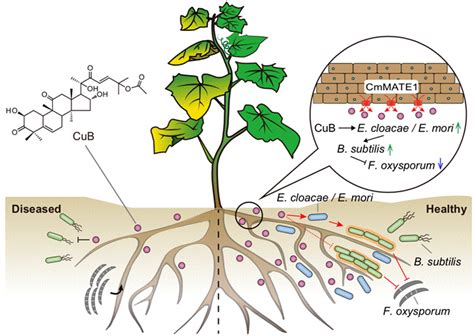 科学网— 转载 Nature Plants 云南师范大学联合多家单位解析植物三萜转运蛋白调节根际微生物菌群提高植物抗性的新机制 蒋金和的博文