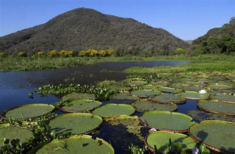 Lei Do Pantanal Entra Em Vigor Governo Foca Na Fiscaliza O E Decreto