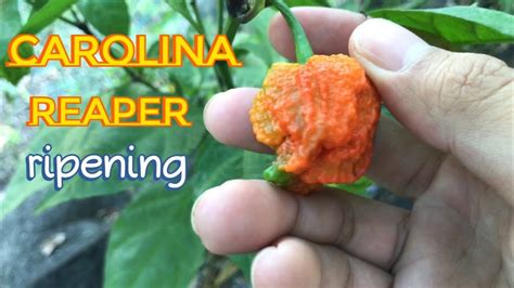 Ripening Of Carolina Reaper Youtube