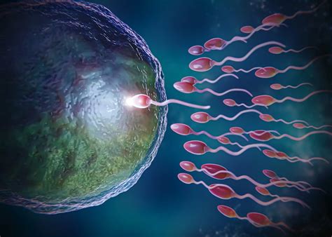 En 40 Años La Concentración De Espermatozoides Disminuyó A La Mitad