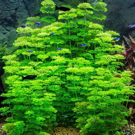 Limnophila Sessiliflora In Pot Middengrond Reptifood