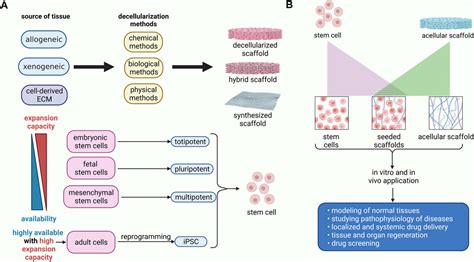 Frontiers Decellularization In Tissue Engineering And Regenerative