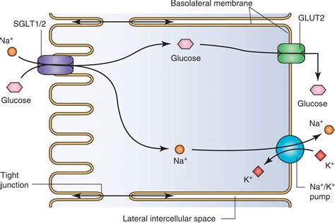 Renal Sodiumglucose Transport Role In Diabetes Mellitus And Potential