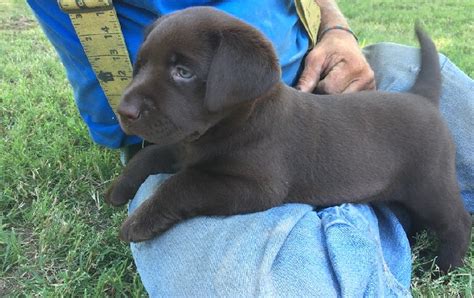 Grown Chocolate Lab With Blue Eyes