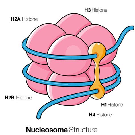 20+ Nucleosome Illustrations, Royalty-Free Vector Graphics & Clip Art - iStock