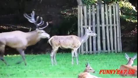 Deer Mating Females Deers Jumping Trying To Mate Like Humans Funny High Video Dailymotion