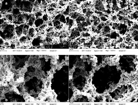 Sem Images Of A Poly Hema Gma And B Poly Hema Gma Naa Cryogels