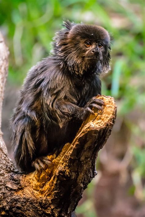 Pygmy Marmoset Finger Monkey Pygmy Marmoset Interesting Animals