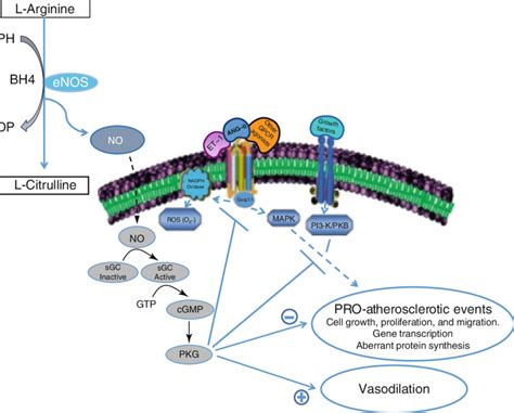 1 Nitric Oxide Biosynthesis And Signal Transduction In The Vasculature