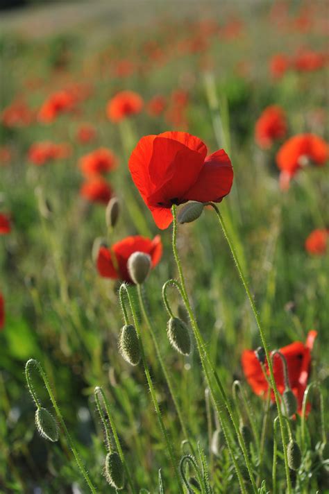 Coquelicots Papaver rhoeas Plante herbacée annuelle trè Flickr