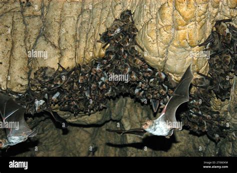 Group Of Sleeping Bats Colony In A Cave Caucasus Mountains Georgia