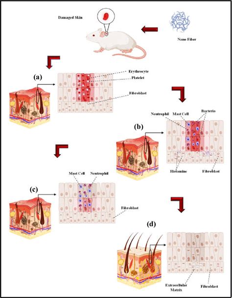 The In Vivo Wound Healing Process A Hemostasis Stage B