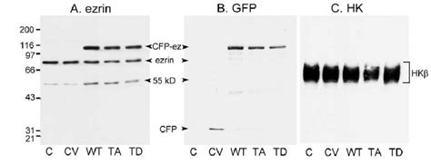 Western Blots Of Parietal Cell Cultures Probed For Ezrin Cfp Ezrin