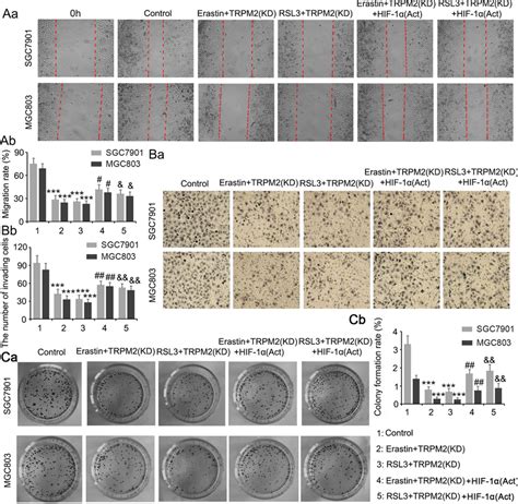 Hif Activation Reversed Trpm Kd Suppressed Cell Proliferation